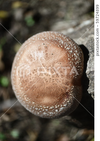 Shiitake and logs Shiitake and logs 59724899