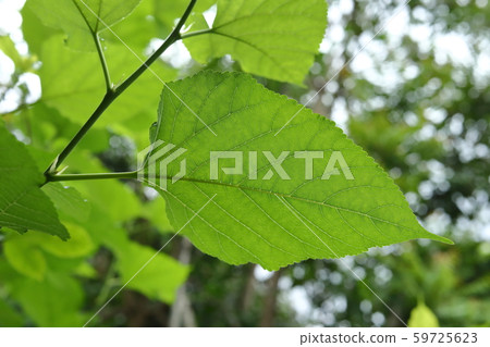 green leaf nature texture 59725623
