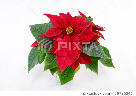 Poinsettia Poinsettia 59726845