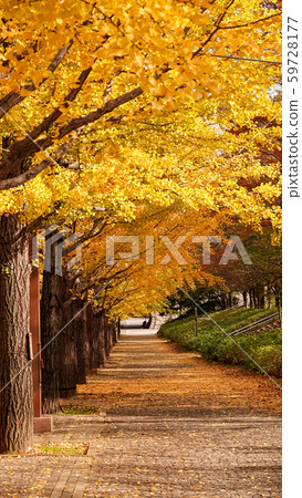 Landscape forest of yellow Ginkgo leaf pattern background in autumn Landscape forest of yellow Ginkgo leaf pattern background in autumn 59728177