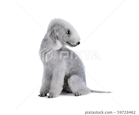 A thoroughbred Bedlington Terrier dog sitting in 59728462