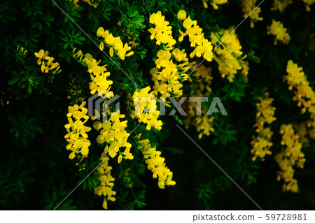 黃劍之花 黃劍之花 59728981