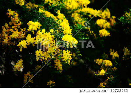 黃劍之花 黃劍之花 59728985