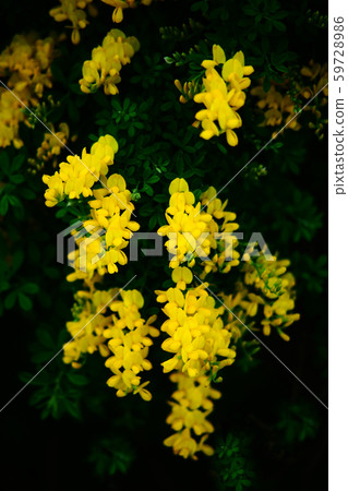 黃劍之花 黃劍之花 59728986