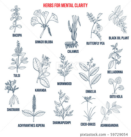 Best herbs for mental clarity 59729054
