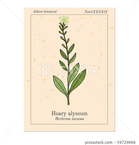 Hoary alyssum Berteroa incana , medicinal plant. 59729066