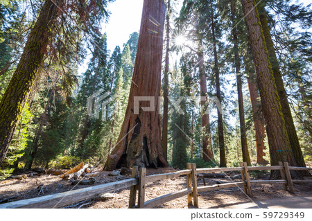 Sequoia Sequoia 59729349