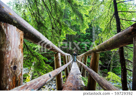 Bridge in the forest 59729392