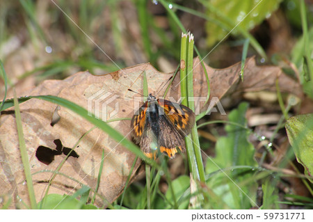 Lycaena phlaeas 59731771