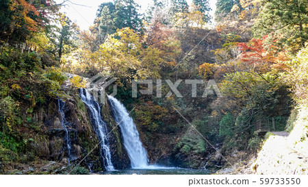 Autumn color of yellow and red maple leaves at  waterfall in Japan 59733550