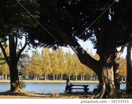 Autumn leaves 59733555