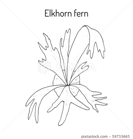 Staghorn or elkhorn fern Platycerium bifurcatum , ornamental and medicinal plant Staghorn or elkhorn fern Platycerium bifurcatum , ornamental and medicinal plant 59733665
