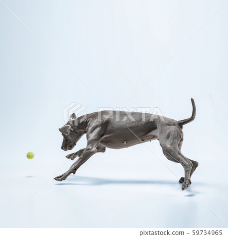 Studio shot of weimaraner dog isolated on blue studio background Studio shot of weimaraner dog isolated on blue studio background 59734965