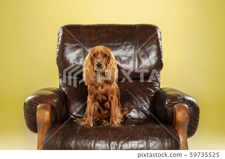 Studio shot of english cocker spaniel dog isolated on yellow studio background Studio shot of english cocker spaniel dog isolated on yellow studio background 59735525
