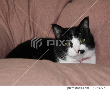 Cat, cat, cat Cat, cat, cat 59737740