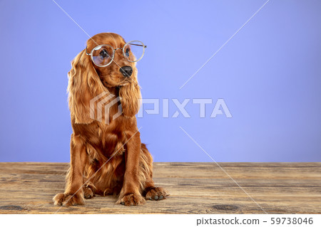 Studio shot of english cocker spaniel dog isolated on purple studio background Studio shot of english cocker spaniel dog isolated on purple studio background 59738046