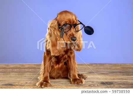 Studio shot of english cocker spaniel dog isolated on blue studio background Studio shot of english cocker spaniel dog isolated on blue studio background 59738550
