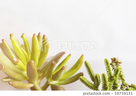 Succulents or tiny green plant crassula close up 59739131