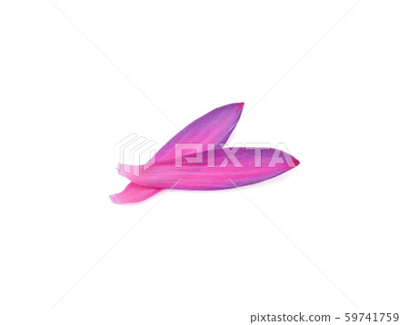Lotus petal on white background Lotus petal on white background 59741759