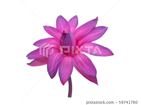 Lotus flower isolated on white background. Lotus flower isolated on white background. 59741760