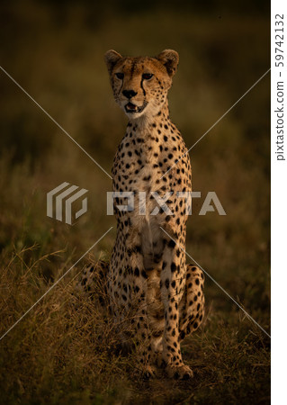 Female cheetah sits in grass with catchlight 59742132