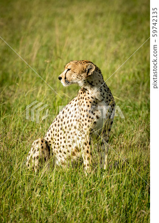 Female cheetah sits in grass turning head Female cheetah sits in grass turning head 59742135