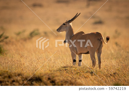 Eland stands on grassy plain facing left Eland stands on grassy plain facing left 59742219