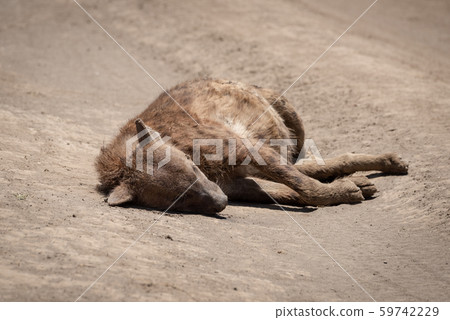 Dead spotted hyena lies on dirt road Dead spotted hyena lies on dirt road 59742229