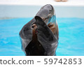 海獅 59742853