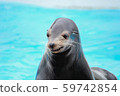 海獅 59742854