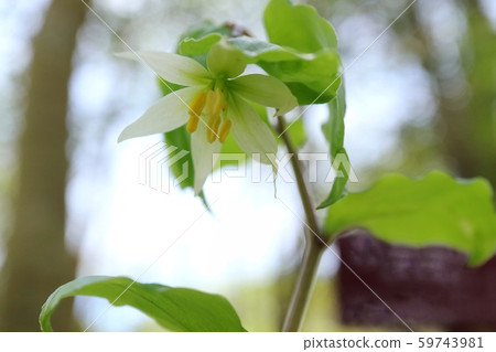 Chigoyuri Yamano grass forest floor, close-up 59743981