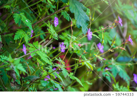 Beautiful purple wild forest flower. Geranium robertianum 59744333