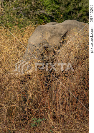 Elephant hidden behind the bush, vertical composition Elephant hidden behind the bush, vertical composition 59745263