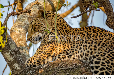 Profile view of spectacular leopard over tree branch Profile view of spectacular leopard over tree branch 59745266