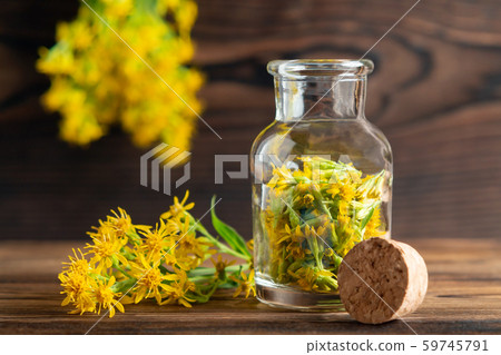 Concept of homeopathy and herbal treatment - solidago virgaurea know as goldenrod in a bottle 59745791