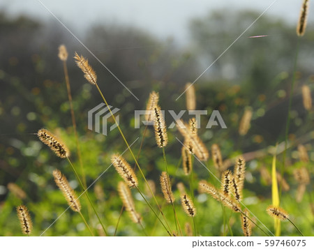 貓玩/秋天 貓玩/秋天 59746075