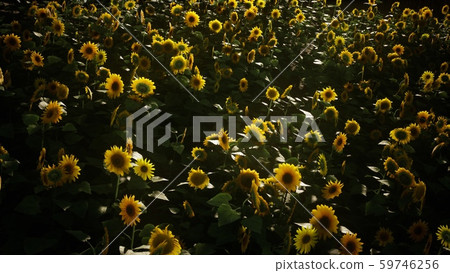 Sunflower field and cloudy sky Sunflower field and cloudy sky 59746256