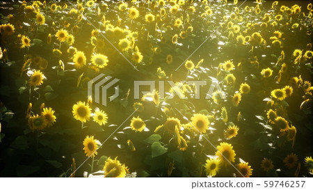 Beautiful sunflowers and clouds in a Texas sunset Beautiful sunflowers and clouds in a Texas sunset 59746257