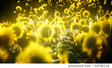 Sunflowers blooming in Late Summer Sunflowers blooming in Late Summer 59746258