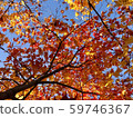 Maple tree 59746367