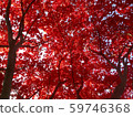 Maple tree 59746368