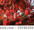 Maple leaf 59746369