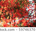 Maple leaf 59746370