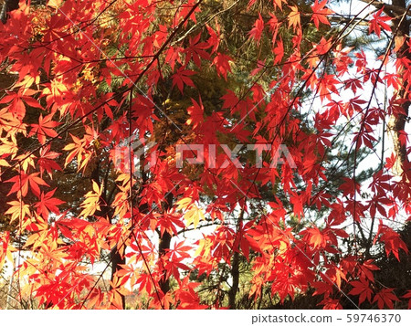 Maple leaf Maple leaf 59746370