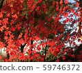 Maple leaf 59746372