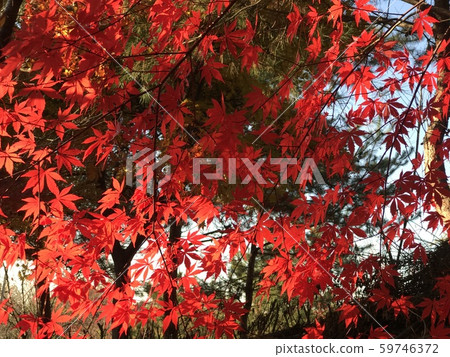 Maple leaf Maple leaf 59746372