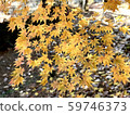 Yellow leaves 59746373