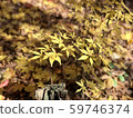 Yellow leaves 59746374