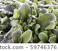 Autumn to winter 59746376
