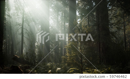 Sunset on the Giant Forest, Sequoia National Park, 59746462